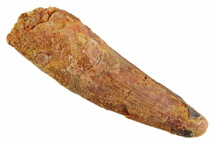 Bargain, Fossil Spinosaurus Tooth - Real Dinosaur Tooth #347175